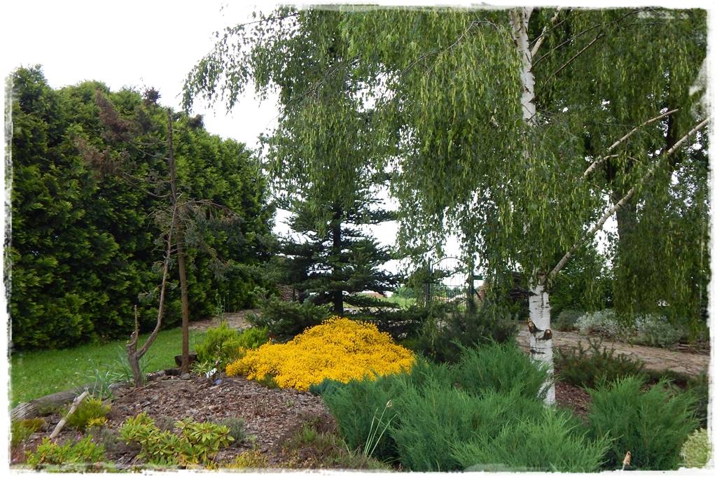 Brzoza w ogrodzie aranżacje 4 Brzoza w ogrodzie aranżacje 4