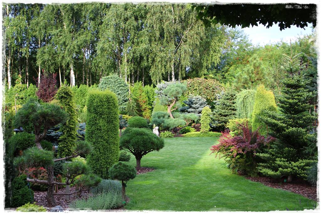 Brzoza w ogrodzie aranżacje 6 Brzoza w ogrodzie aranżacje 6