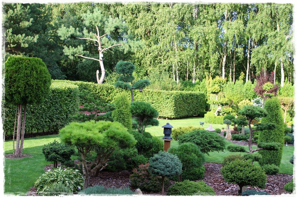 Brzoza w ogrodzie aranżacje 6a Brzoza w ogrodzie aranżacje 6a