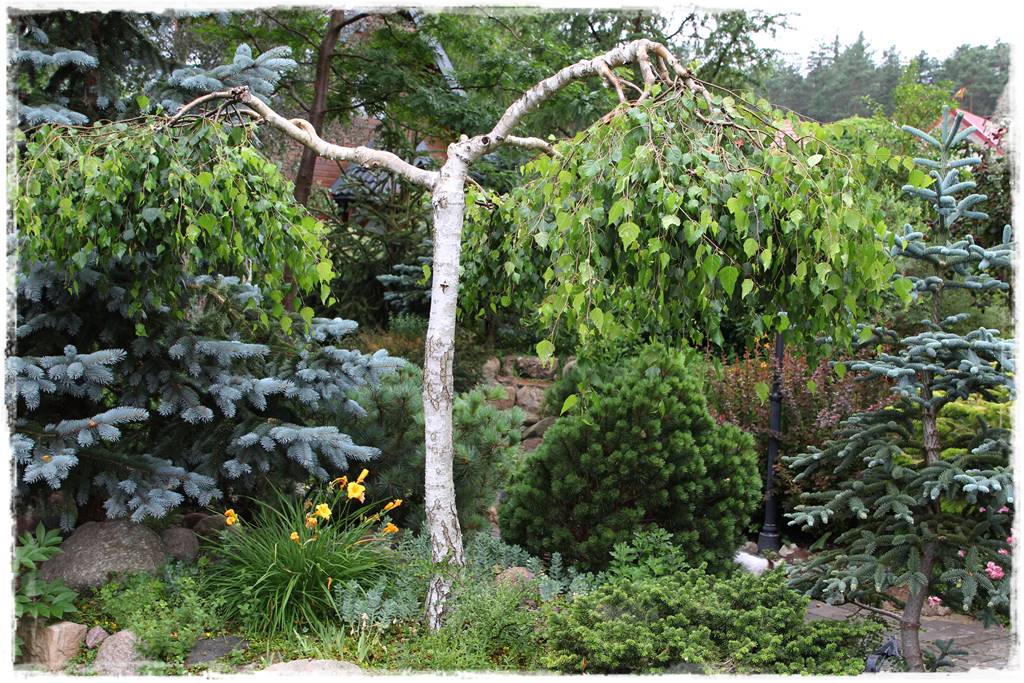 Brzoza w ogrodzie aranżacje 8 Brzoza w ogrodzie aranżacje 8