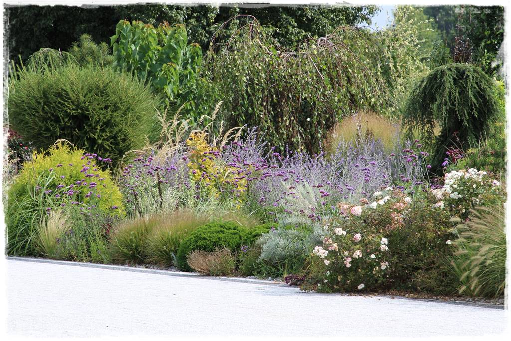 Brzoza w ogrodzie aranżacje 9 Brzoza w ogrodzie aranżacje 9