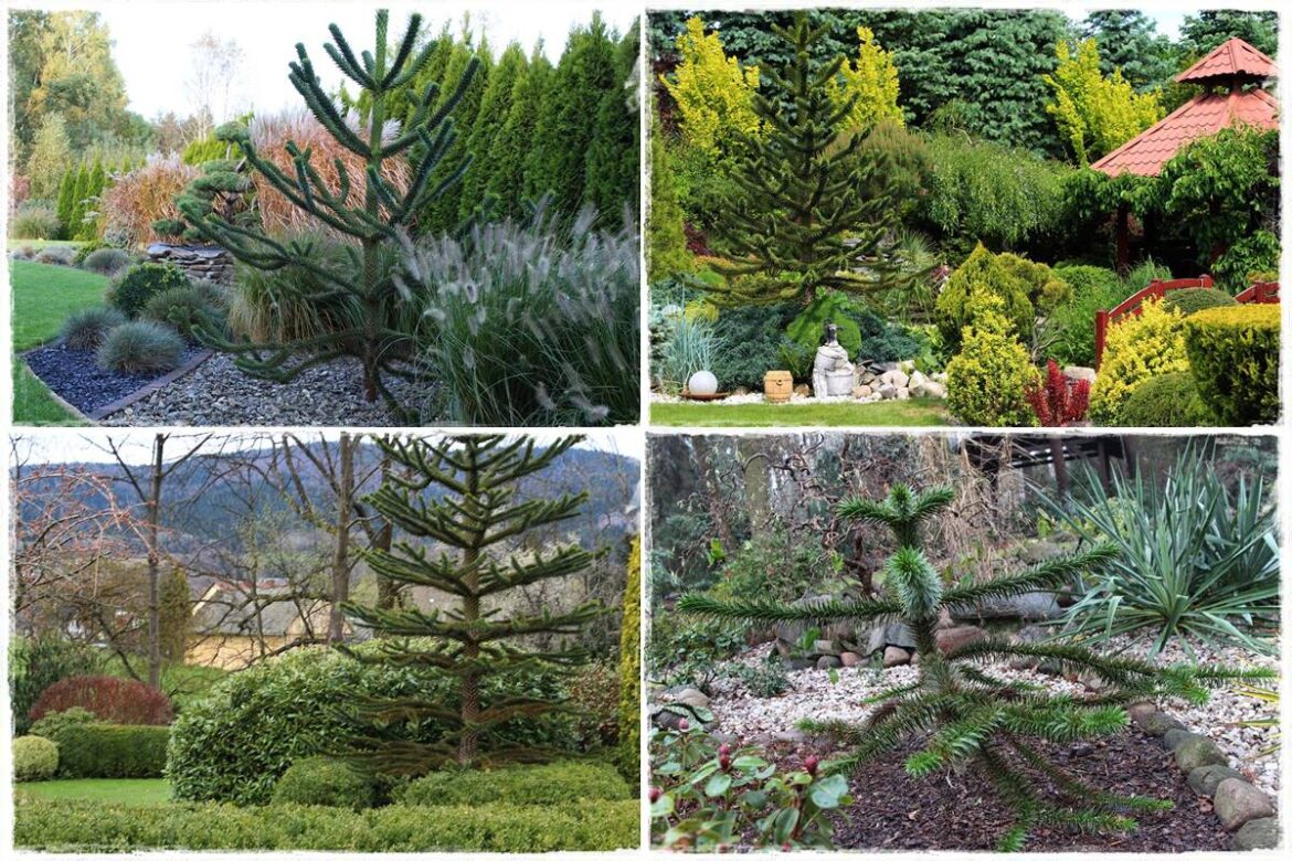 Ciekawe iglaki w ogrodzie 1