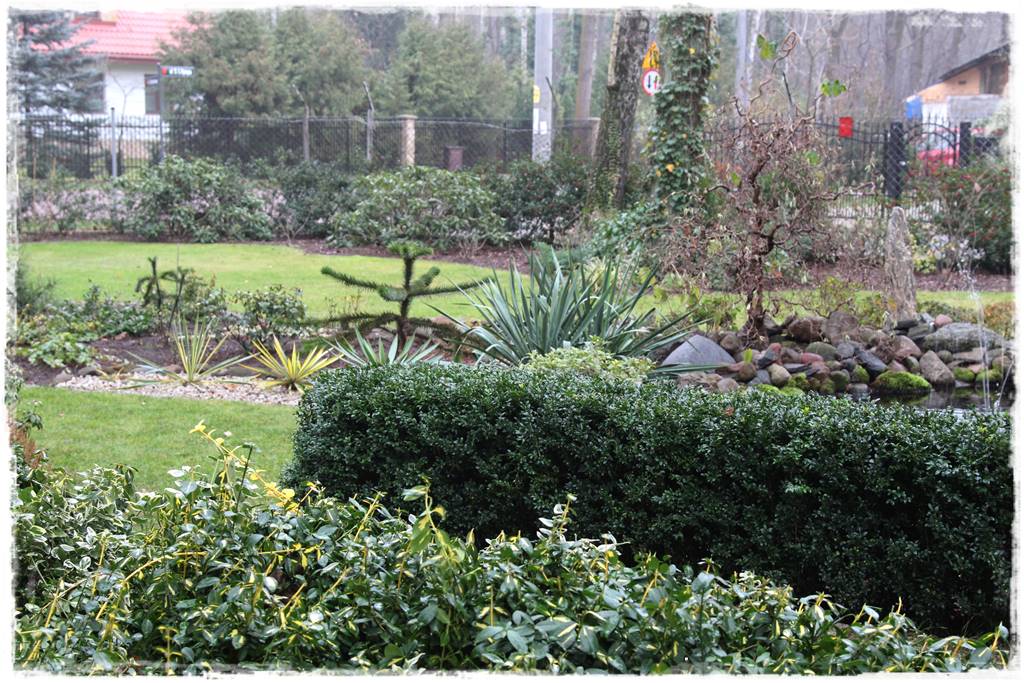 Ciekawe iglaki w ogrodzie 10a