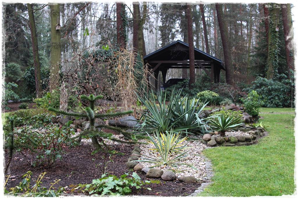 Ciekawe iglaki w ogrodzie 10b Ciekawe iglaki w ogrodzie 10b