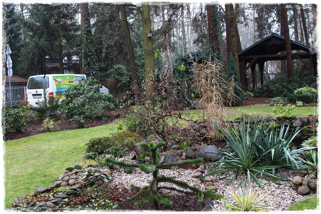 Ciekawe iglaki w ogrodzie 10c Ciekawe iglaki w ogrodzie 10c