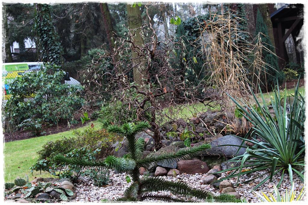 Ciekawe iglaki w ogrodzie 10e Ciekawe iglaki w ogrodzie 10e