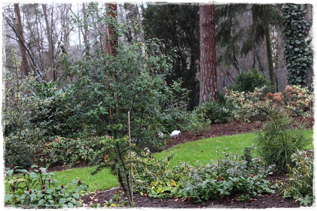 Ciekawe iglaki w ogrodzie 10g Ciekawe iglaki w ogrodzie 10g