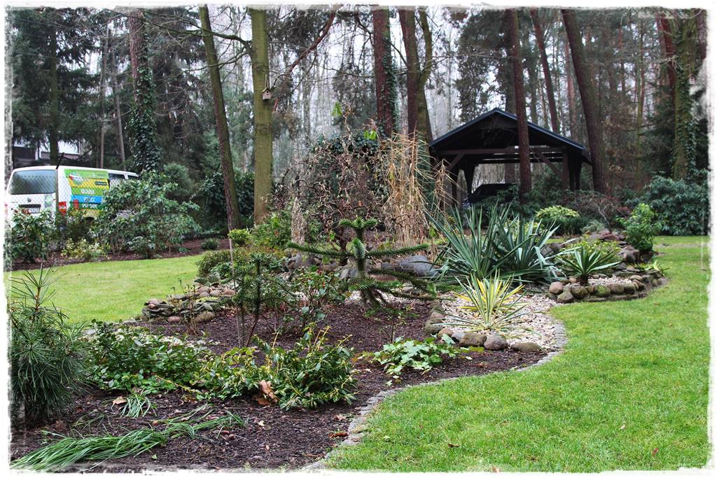 Ciekawe iglaki w ogrodzie 10h Ciekawe iglaki w ogrodzie 10h