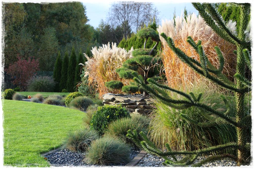 Ciekawe iglaki w ogrodzie 20c Ciekawe iglaki w ogrodzie 20c