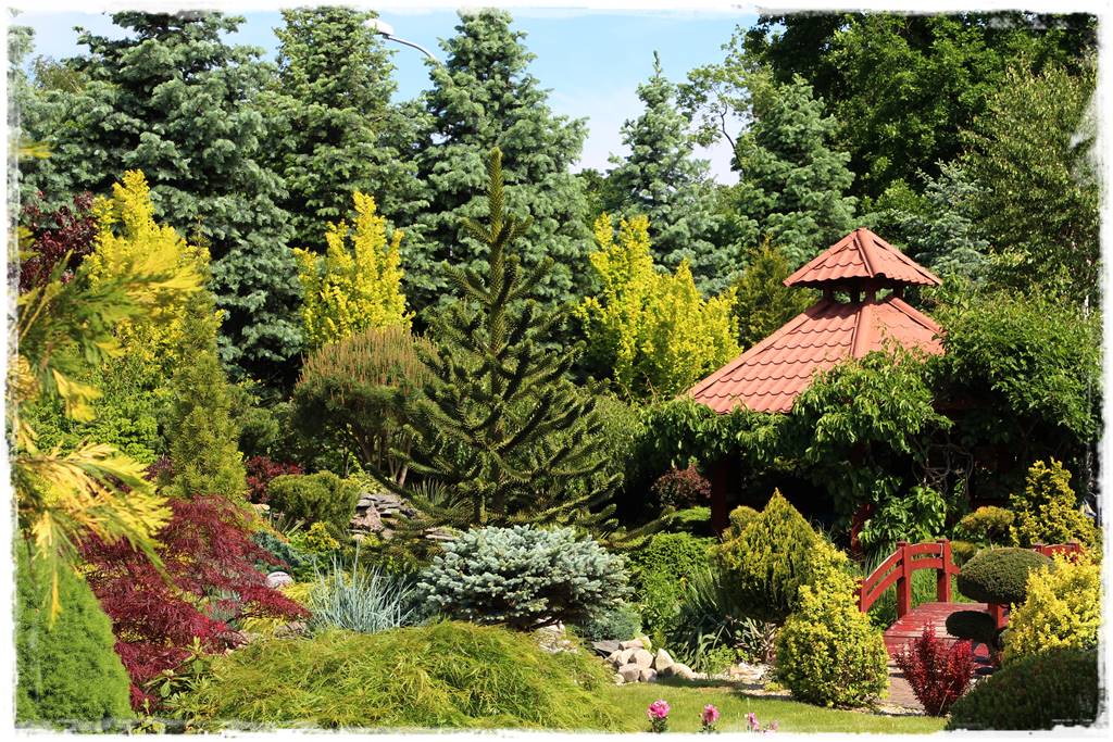 Ciekawe iglaki w ogrodzie 30 Ciekawe iglaki w ogrodzie 30