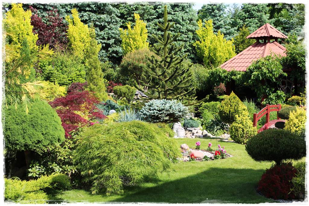 Ciekawe iglaki w ogrodzie 30c Ciekawe iglaki w ogrodzie 30c