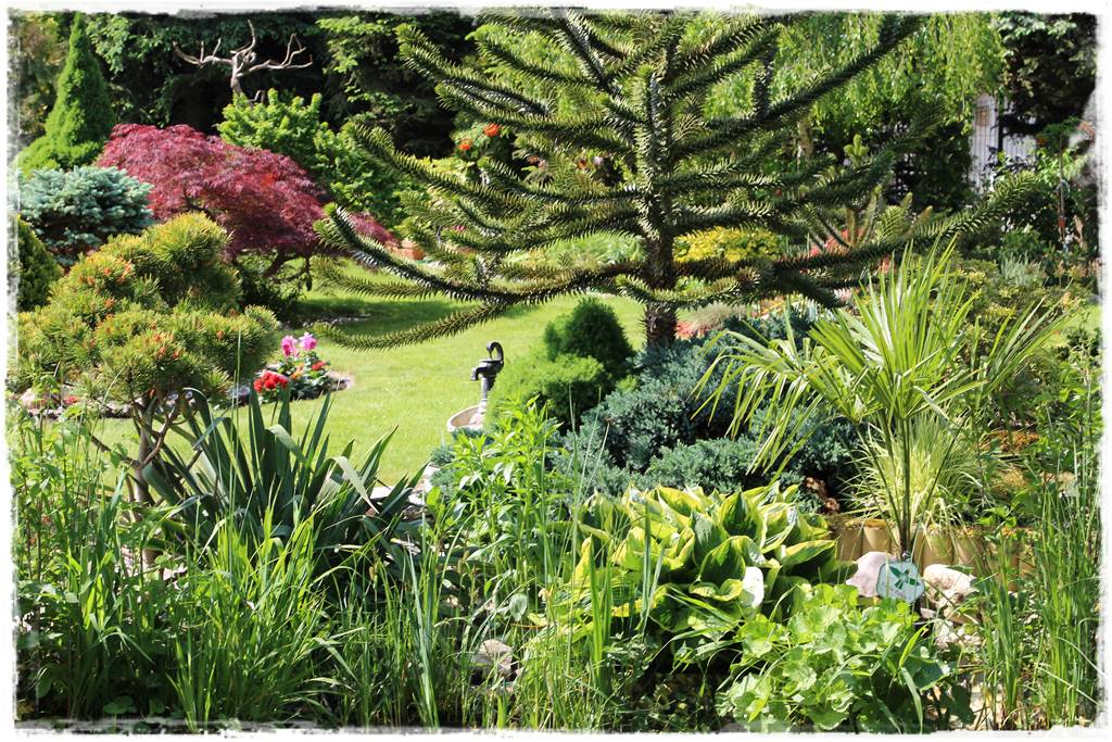 Ciekawe iglaki w ogrodzie 30d Ciekawe iglaki w ogrodzie 30d