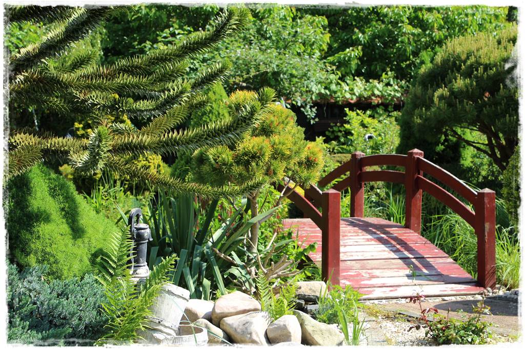 Ciekawe iglaki w ogrodzie 30e Ciekawe iglaki w ogrodzie 30e