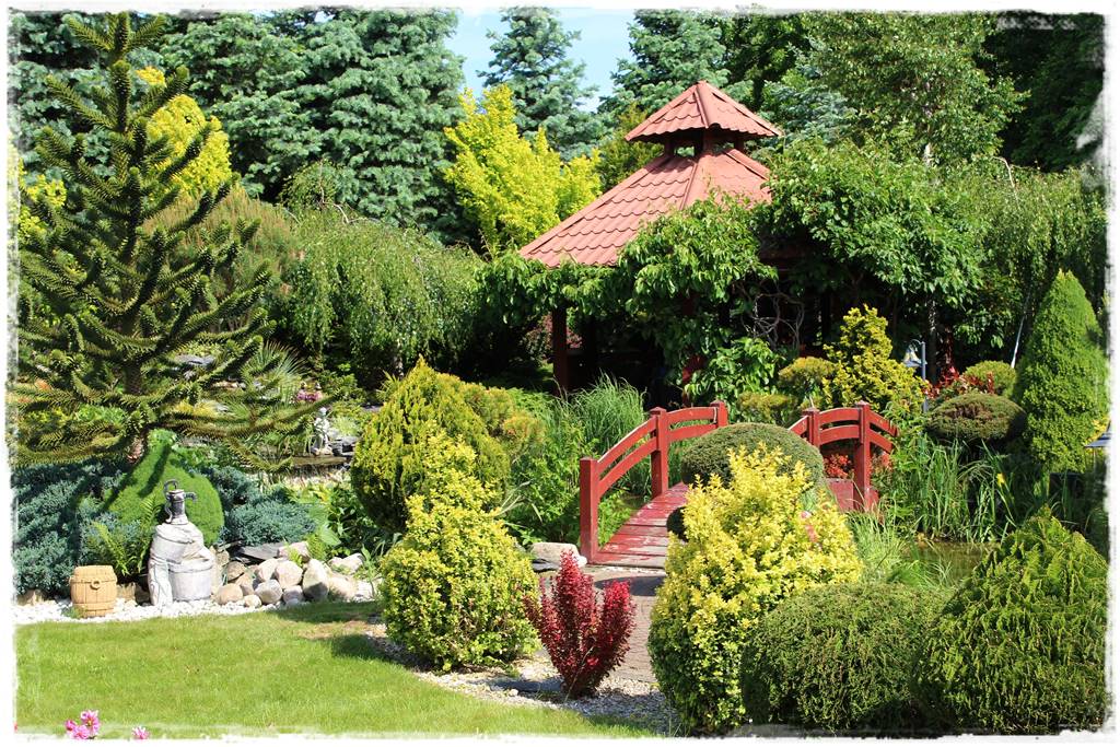 Ciekawe iglaki w ogrodzie 30f Ciekawe iglaki w ogrodzie 30f