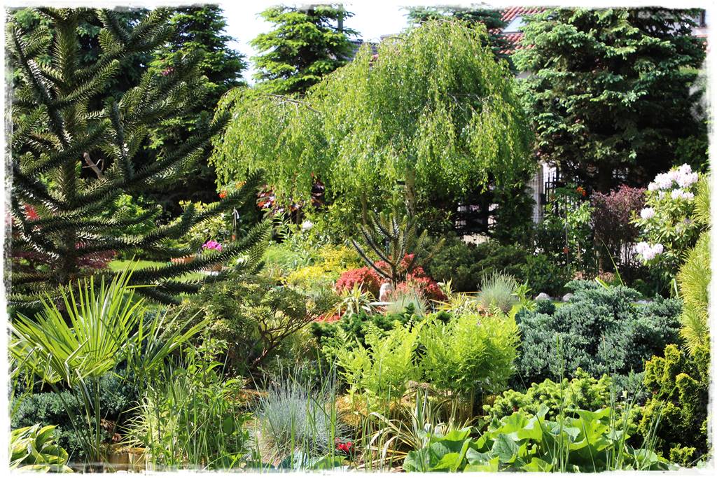 Ciekawe iglaki w ogrodzie 30g Ciekawe iglaki w ogrodzie 30g