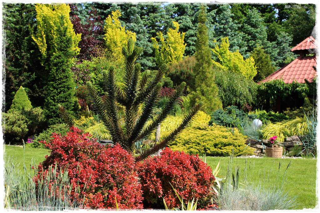 Ciekawe iglaki w ogrodzie 30i Ciekawe iglaki w ogrodzie 30i