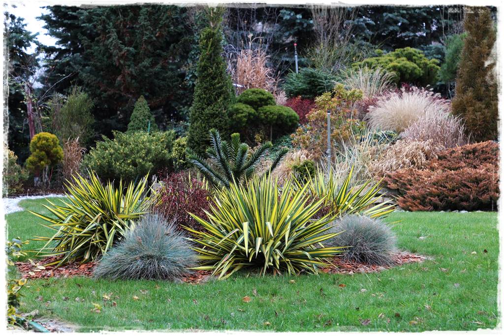 Ciekawe iglaki w ogrodzie 30k Ciekawe iglaki w ogrodzie 30k