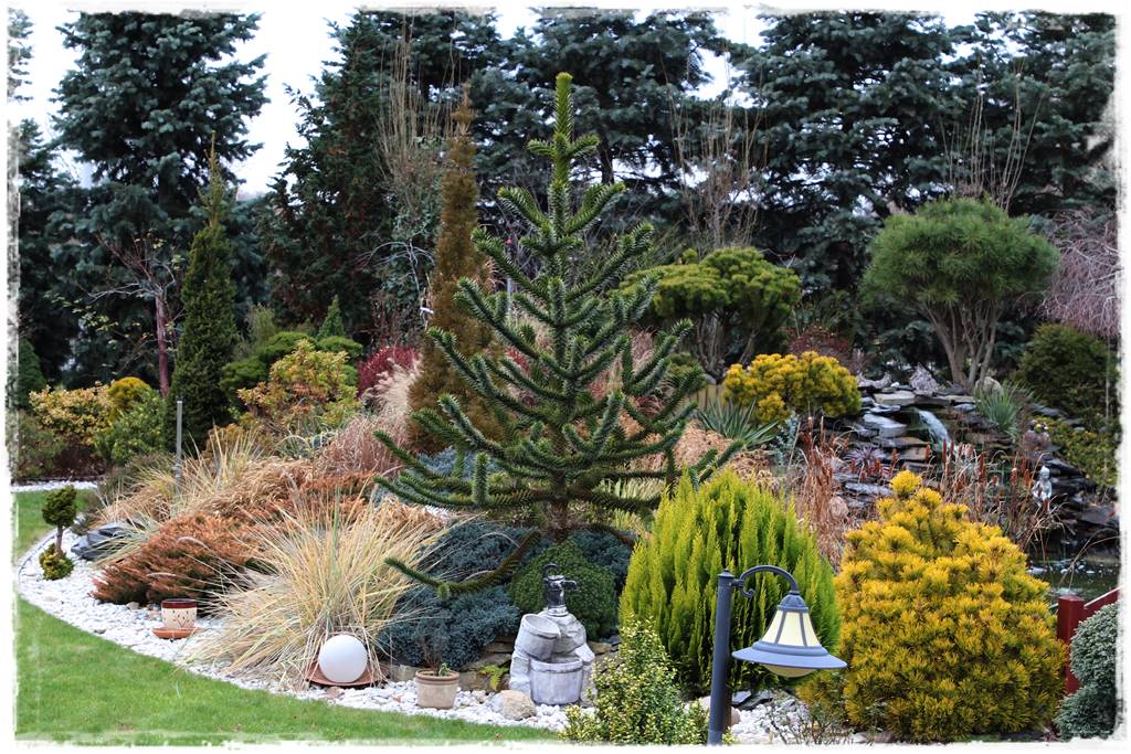 Ciekawe iglaki w ogrodzie 30m Ciekawe iglaki w ogrodzie 30m