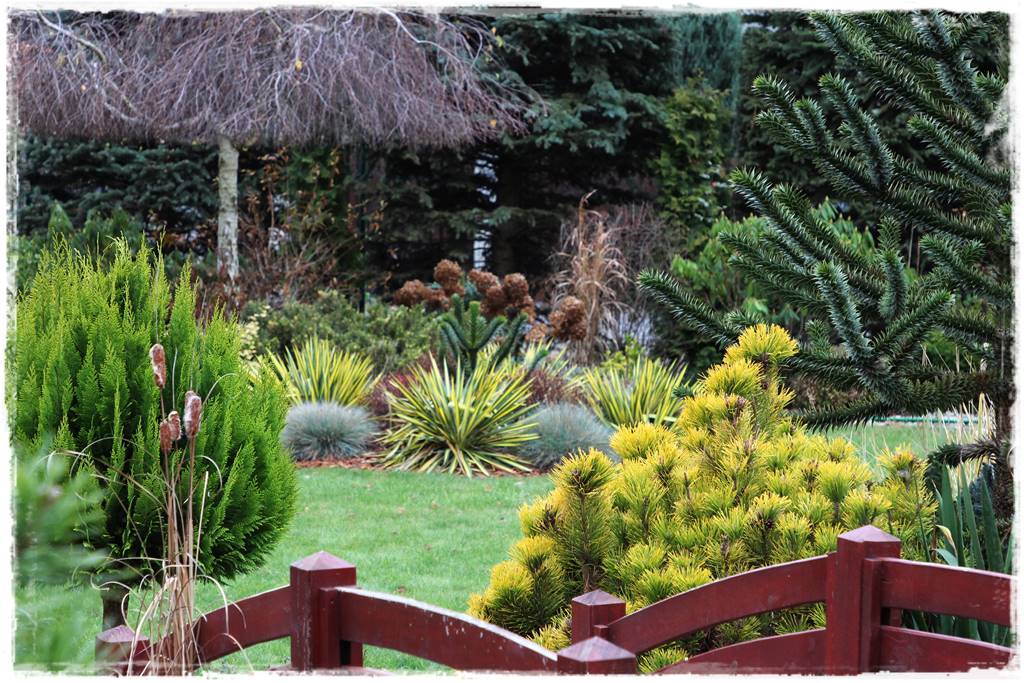 Ciekawe iglaki w ogrodzie 30n Ciekawe iglaki w ogrodzie 30n