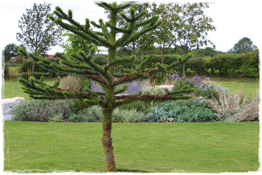 Ciekawe iglaki w ogrodzie 40 Ciekawe iglaki w ogrodzie 40