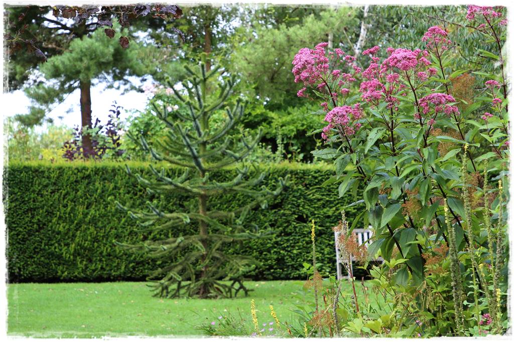 Ciekawe iglaki w ogrodzie 40b Ciekawe iglaki w ogrodzie 40b