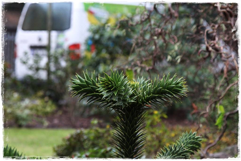 Ciekawe iglaki w ogrodzie 5 Ciekawe iglaki w ogrodzie 5