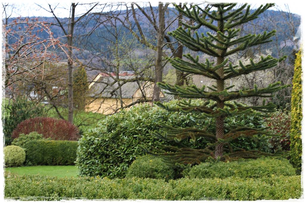 Ciekawe iglaki w ogrodzie 50 Ciekawe iglaki w ogrodzie 50