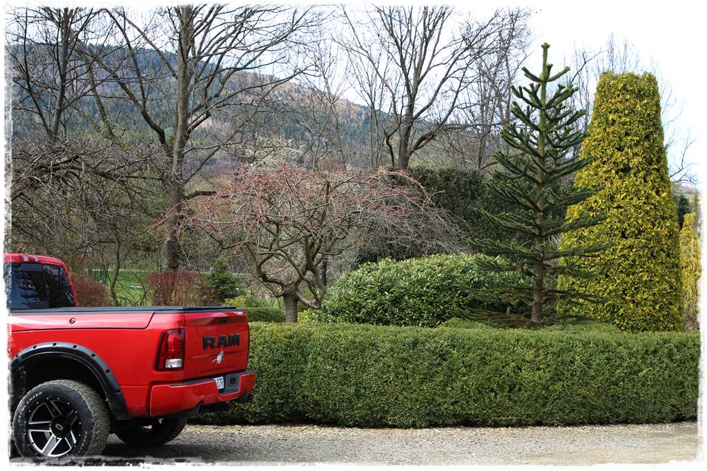 Ciekawe iglaki w ogrodzie 50b Ciekawe iglaki w ogrodzie 50b