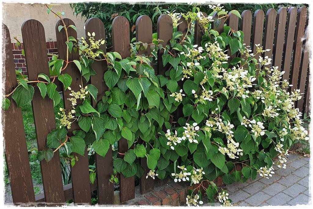 Hortensje w ogrodzie aranżacje 100 Hortensje w ogrodzie aranżacje 100
