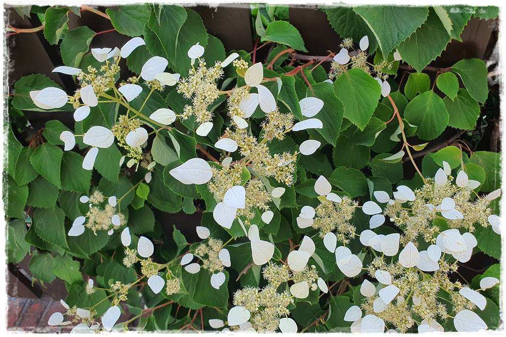 Hortensje w ogrodzie aranżacje 101 Hortensje w ogrodzie aranżacje 101