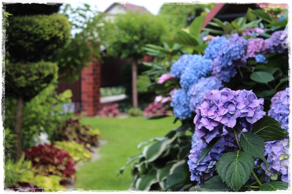 Hortensje w ogrodzie aranżacje 1b Hortensje w ogrodzie aranżacje 1b