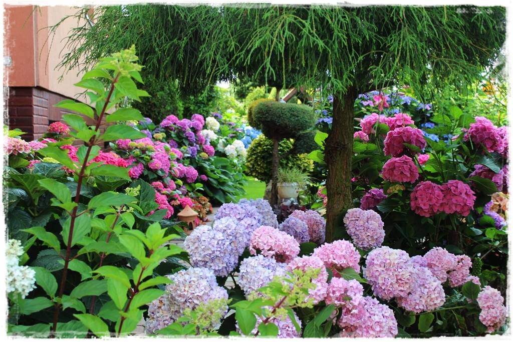 Hortensje w ogrodzie aranżacje 1c Hortensje w ogrodzie aranżacje 1c