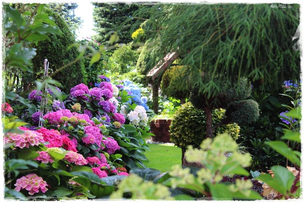 Hortensje w ogrodzie aranżacje 1d Hortensje w ogrodzie aranżacje 1d