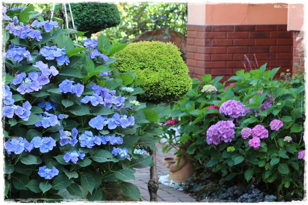 Hortensje w ogrodzie aranżacje 1e Hortensje w ogrodzie aranżacje 1e