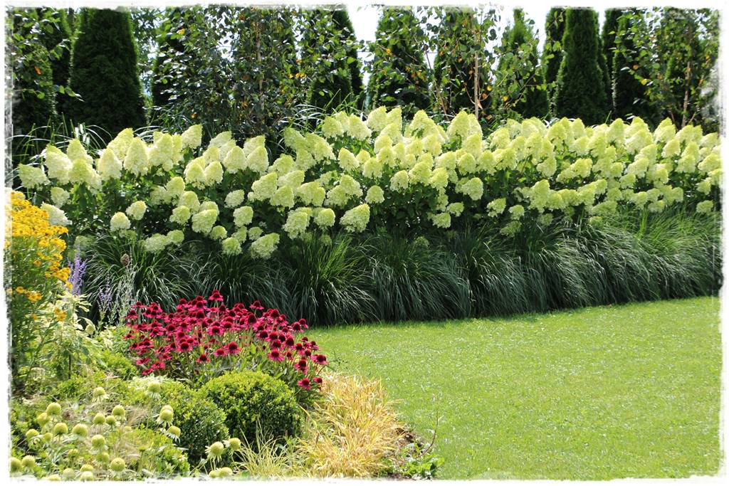 Hortensje w ogrodzie aranżacje 2 Hortensje w ogrodzie aranżacje 2