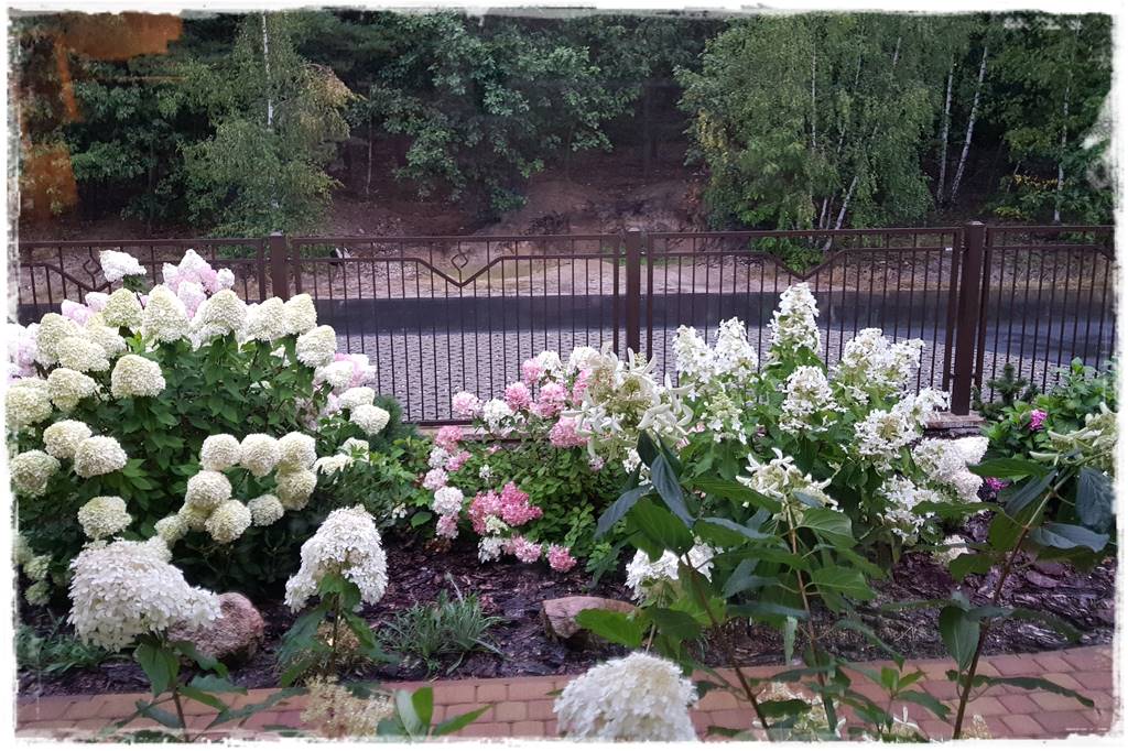 Hortensje w ogrodzie aranżacje 200