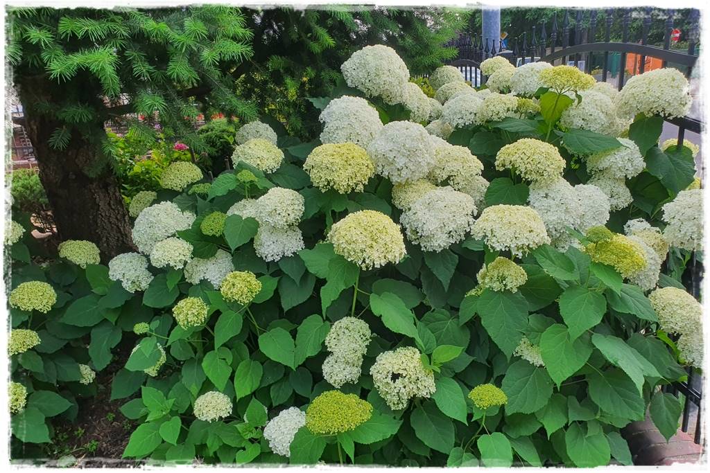 Hortensje w ogrodzie aranżacje 201
