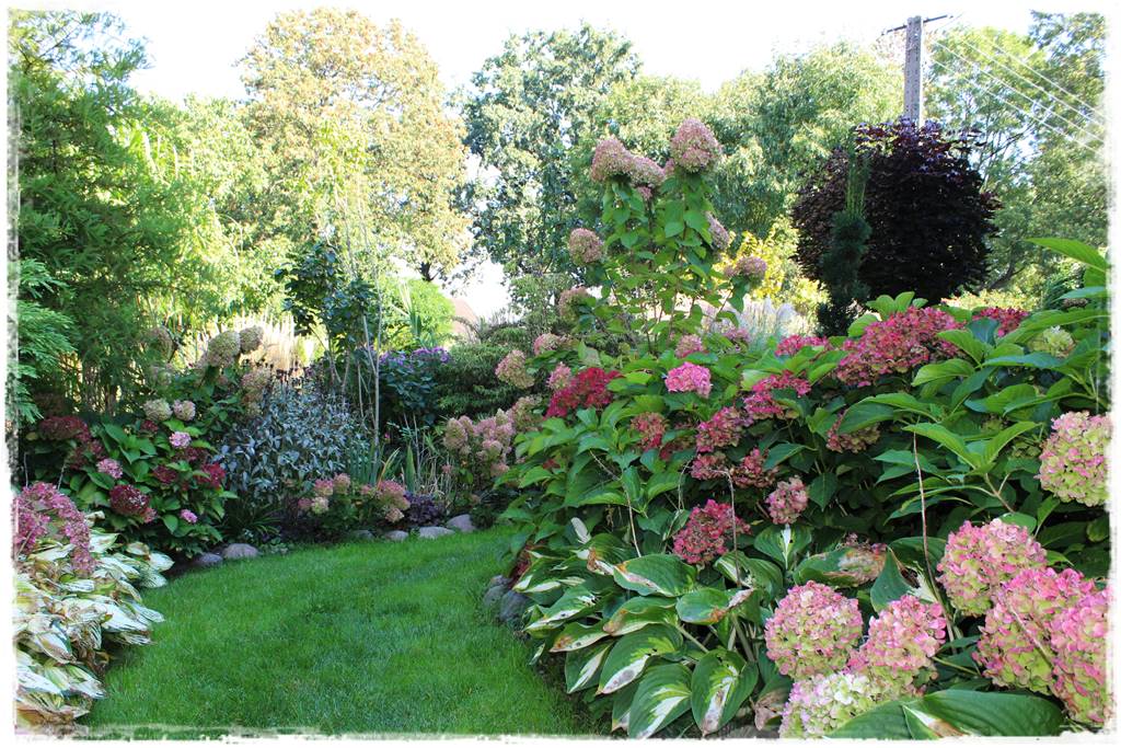 Hortensje w ogrodzie aranżacje 202