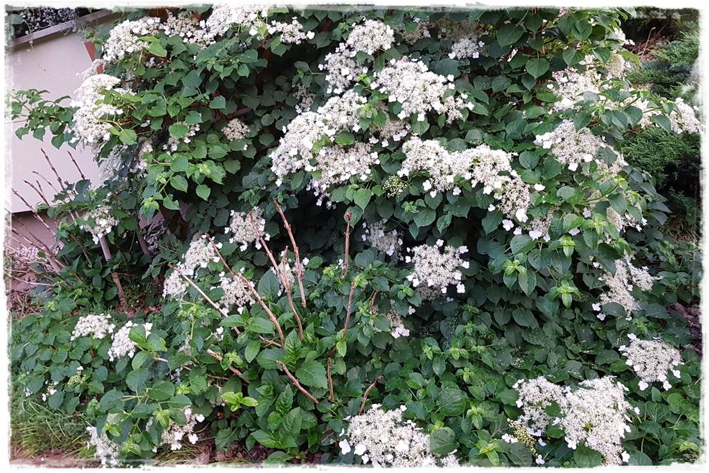 Hortensje w ogrodzie aranżacje 203