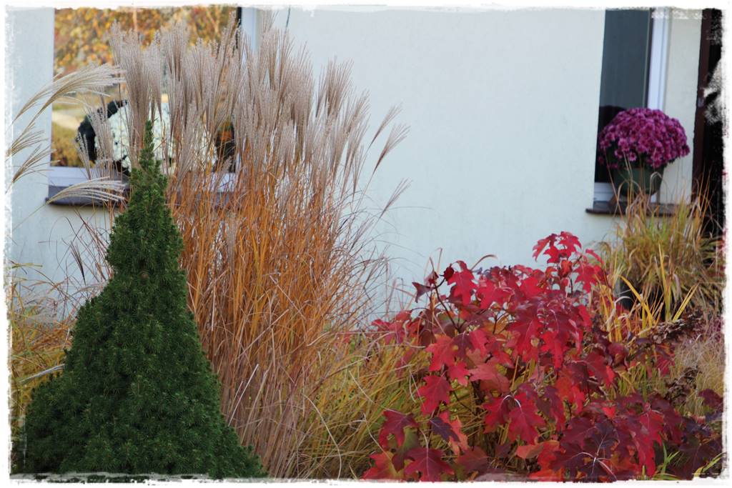 Hortensje w ogrodzie aranżacje 204