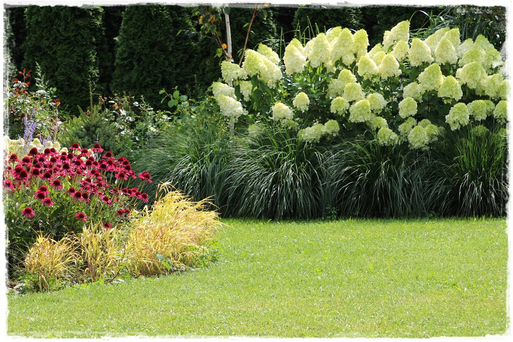 Hortensje w ogrodzie aranżacje 2b Hortensje w ogrodzie aranżacje 2b