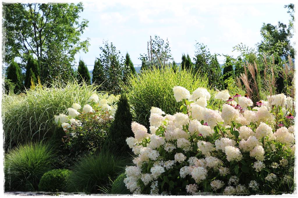 Hortensje w ogrodzie aranżacje 2d Hortensje w ogrodzie aranżacje 2d