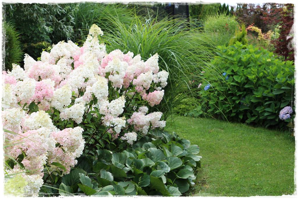 Hortensje w ogrodzie aranżacje 2e Hortensje w ogrodzie aranżacje 2e