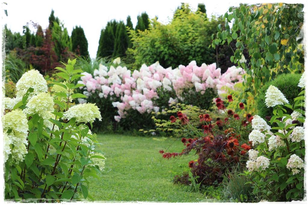 Hortensje w ogrodzie aranżacje 2f Hortensje w ogrodzie aranżacje 2f