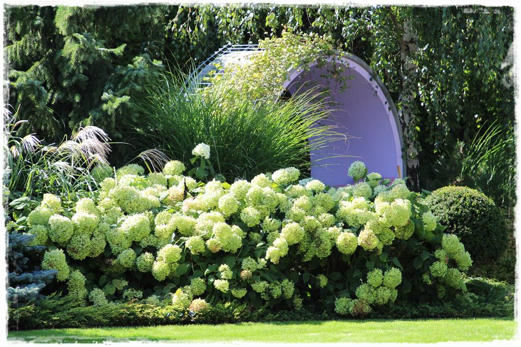 Hortensje w ogrodzie aranżacje 3b Hortensje w ogrodzie aranżacje 3b