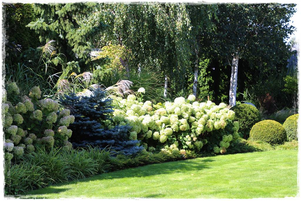 Hortensje w ogrodzie aranżacje 3c Hortensje w ogrodzie aranżacje 3c