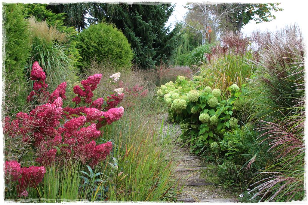 Hortensje w ogrodzie aranżacje 4 Hortensje w ogrodzie aranżacje 4