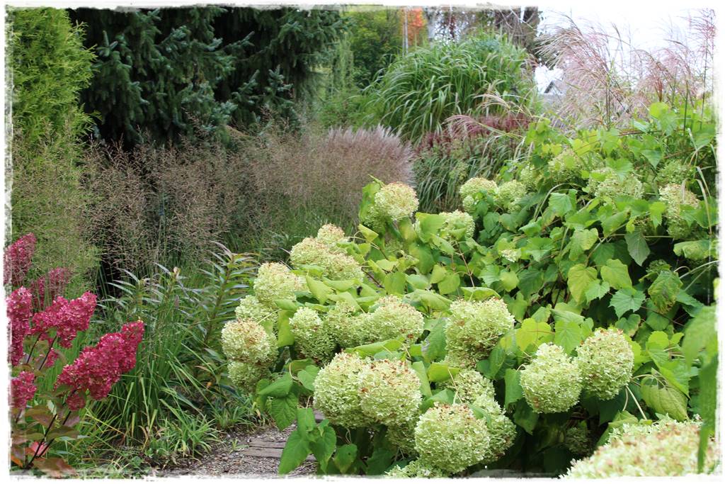 Hortensje w ogrodzie aranżacje 4c Hortensje w ogrodzie aranżacje 4c