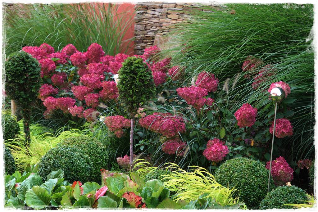 Hortensje w ogrodzie aranżacje 6b Hortensje w ogrodzie aranżacje 6b