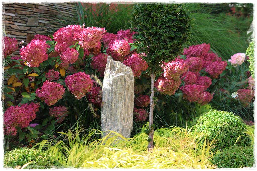 Hortensje w ogrodzie aranżacje 6c Hortensje w ogrodzie aranżacje 6c